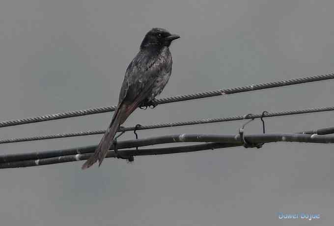 十渡的黑鹳和苍鹭