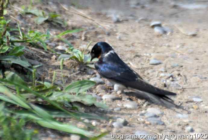 家燕（记录版）