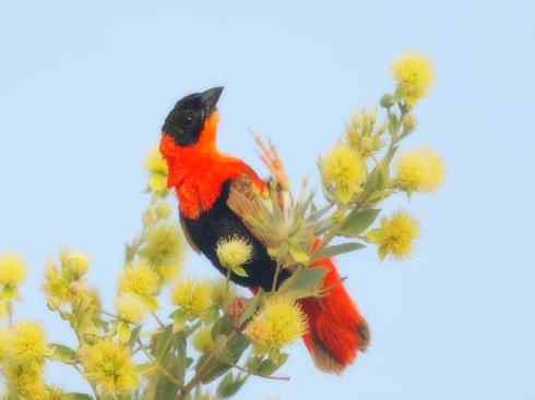 家禽驯化之源之二十四