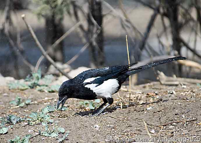 舒适的淋浴(花喜鹊) 舒适的淋浴(花喜鹊)