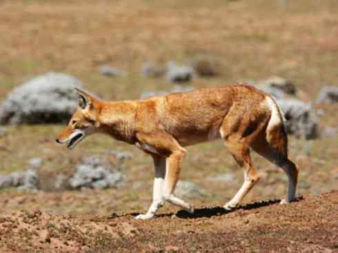 犬科：犬亚科犬属之西门豺、侧纹豺（胡狼类）