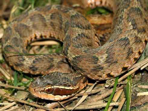 龙:传说的兽原型探秘(蝮蛇类) 龙:传说的兽原型探秘(蝮蛇类)