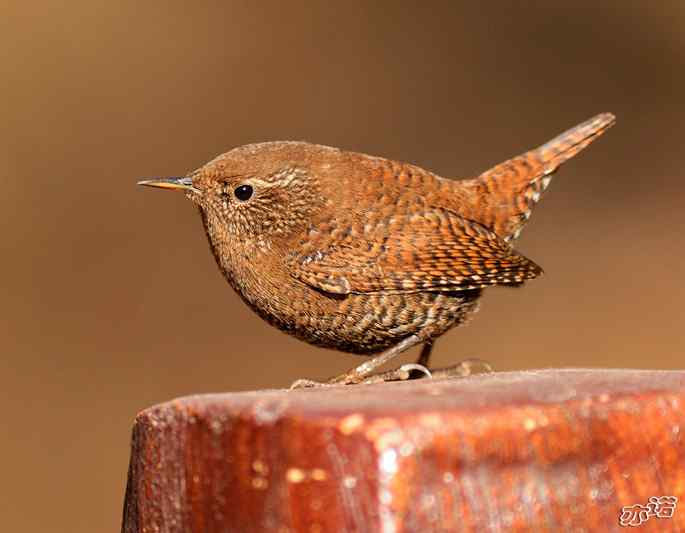 北京植物园&nbsp;wbr路&nbsp;wbr鹪（jiao）鹩（liao）