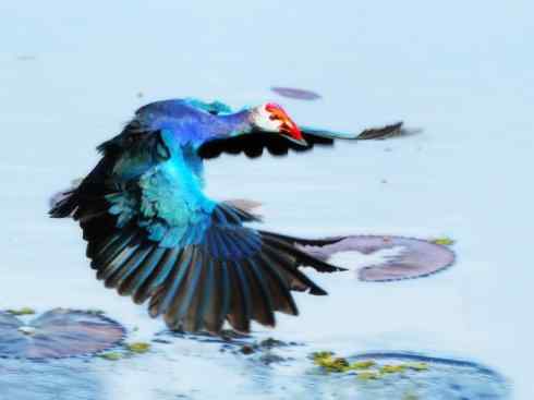 奇特的盔：紫水鸡