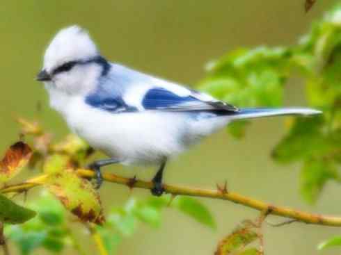 白头鸟系列：另类的美丽6