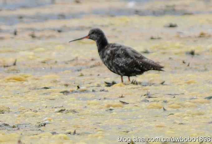 灰斑鸠踩蛋 wbr须浮鸥育雏