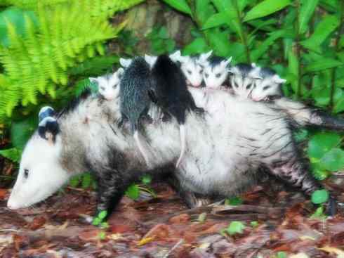 动物世界:山寨还是原创之十一 动物世界:山寨还是原创之十一