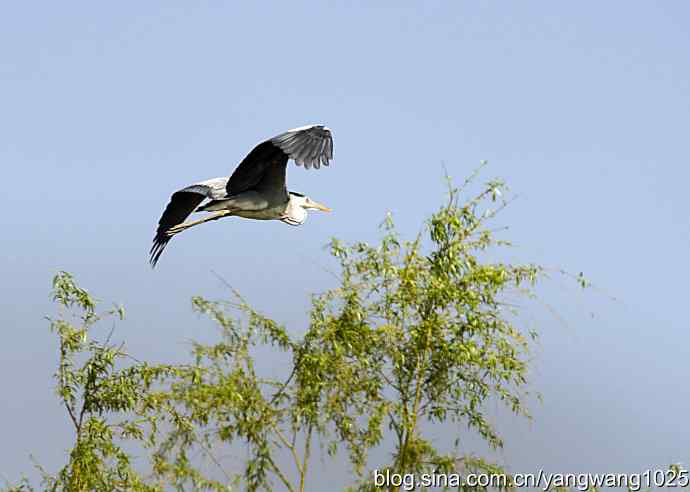 苍鹭 wbr2 苍鹭 wbr2