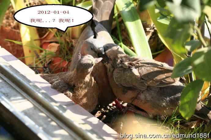 珠颈斑鸠育儿记