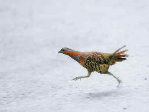家禽驯化之源之九（松鸡、石鸡、鹧鸪、雉鸡）
