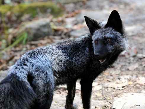 白虎：传说的兽原型探秘（孟加拉虎）