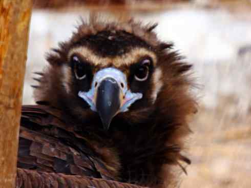 鸟类之最:大秃鹫