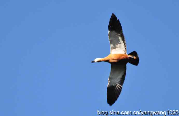 飞 wbr（赤麻鸭） wbr1