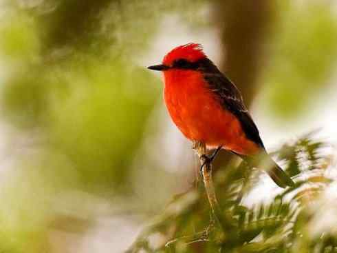 极品红色鸟类:朱红霸鶲 极品红色鸟类:朱红霸鶲