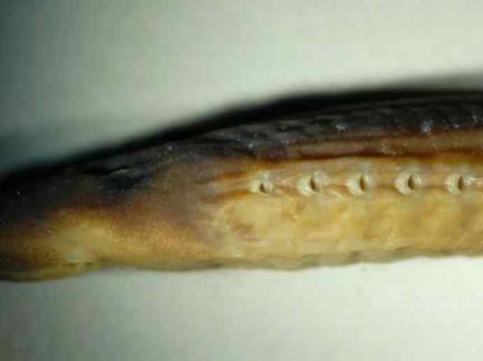 鱼类活化石：背眼七鳃鳗