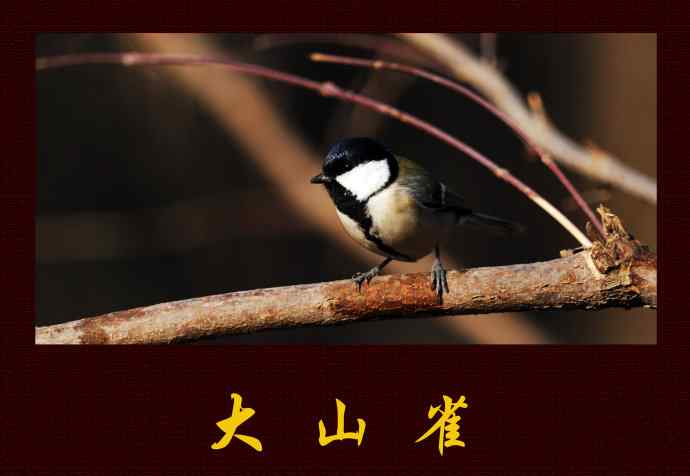 北京天坛公园的鸟类——大山雀