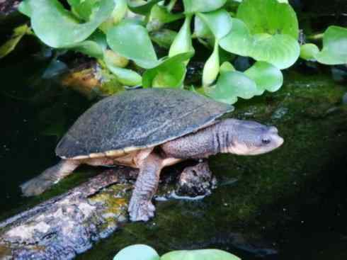 玄武：传说的兽原型探秘（澳洲长颈龟）