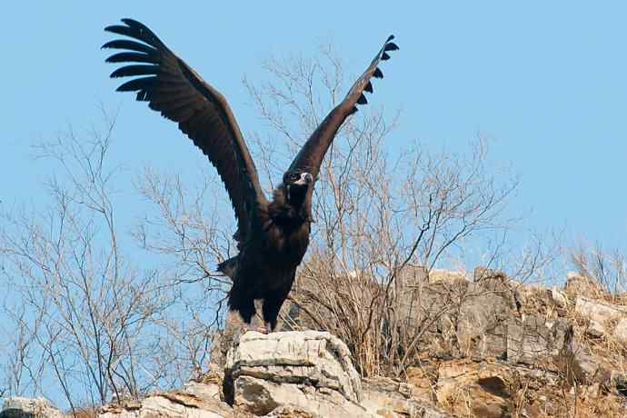 新拍座山雕☆☆