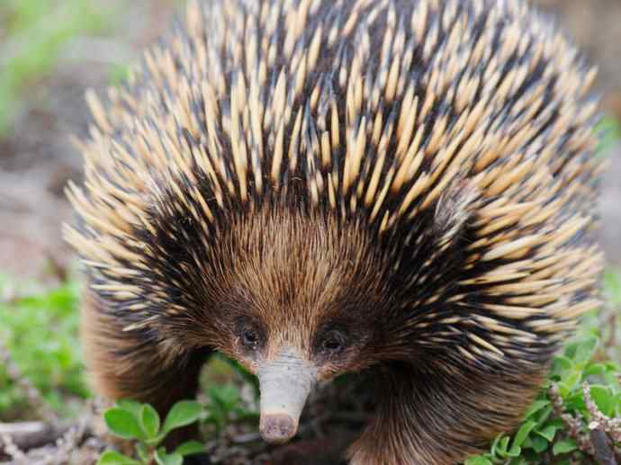 盘点十二大著名食蚁动物：短吻针鼹