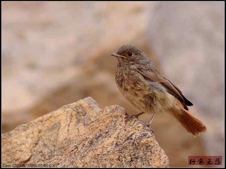 新疆鸟类大全——行色无忌的南疆鸟类摄影