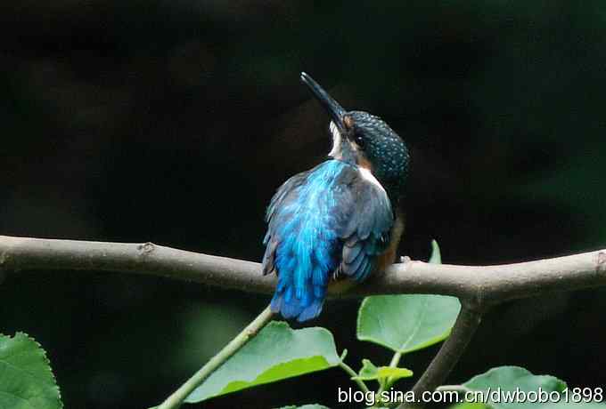 小小翠儿沐浴着父爱快乐成长--献给父亲节