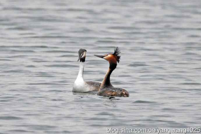 蜜月中的凤头