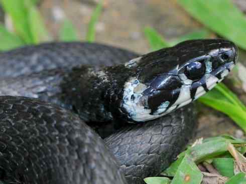 龙：传说的兽原型探秘（水蛇类）