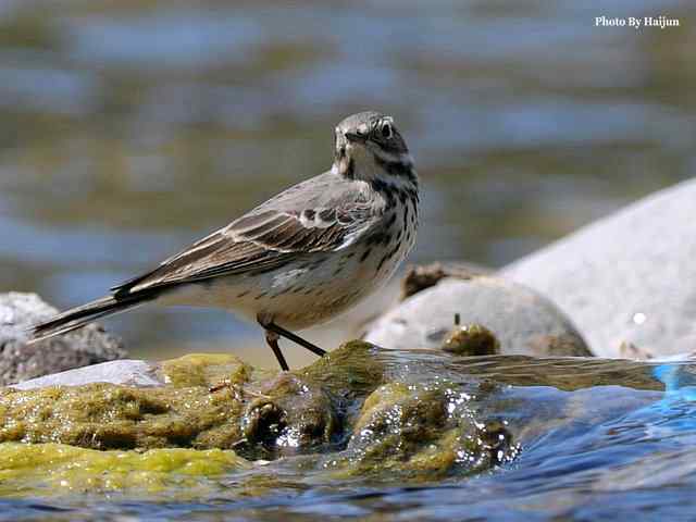 房山十渡(苍鹭水鹨白鹡鸰)
