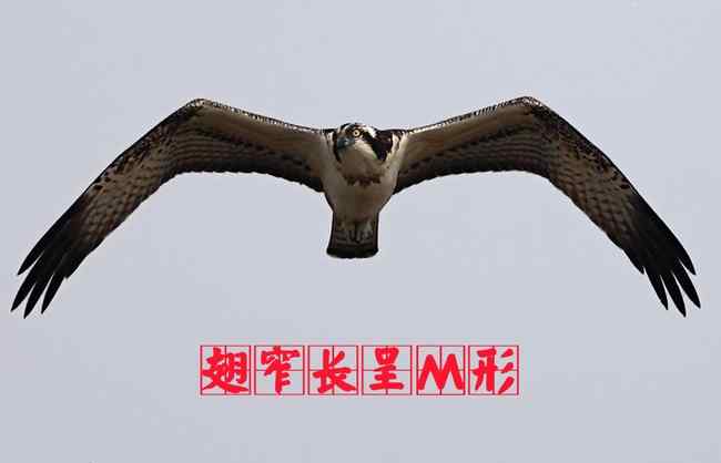 鹗 猛禽大全——中国东部地区27种迁徙类猛禽辨识