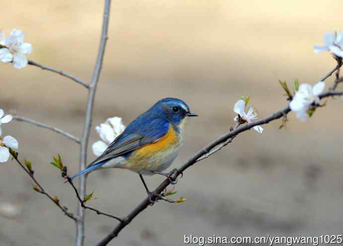 雄性红胁蓝尾鸲（5）