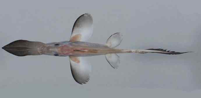 鱼类活化石：长吻银鲛