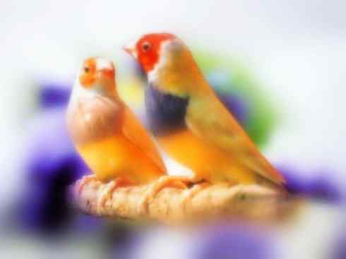 家禽驯化之源之十七