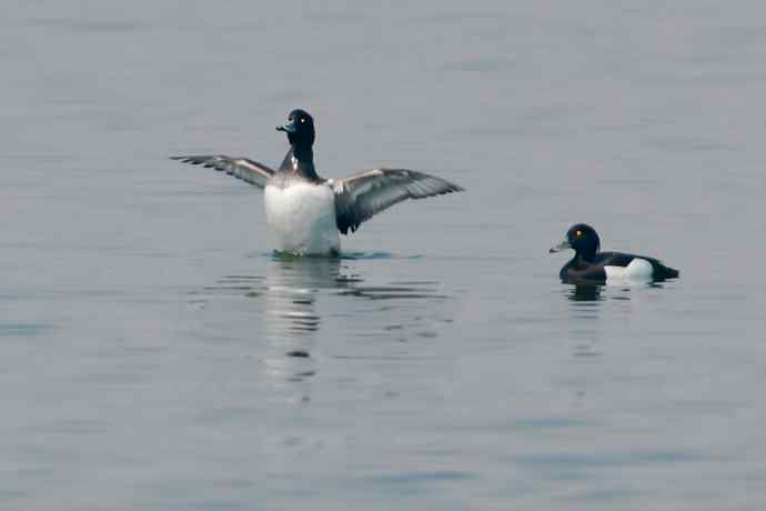 【新鸟】记录凤头潜鸭