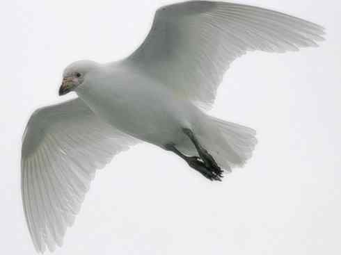 奇特的盔：白鞘嘴鸥