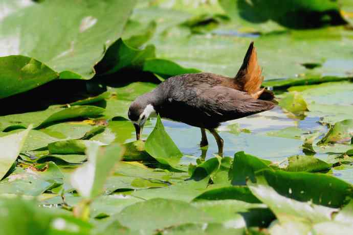 龙潭西湖的白胸苦恶鸟
