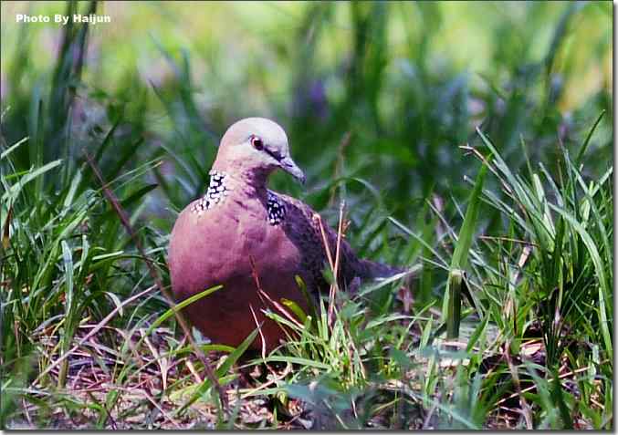 美丽从朱颈开始