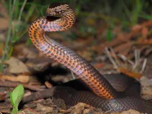 龙：传说的兽原型探秘（环蛇类）