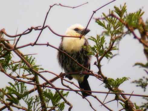 白头鸟系列:另类的美丽4 白头鸟系列:另类的美丽4