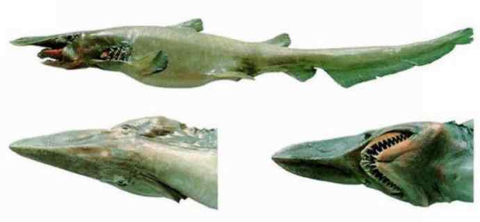 鱼类活化石：魔鬼鲨