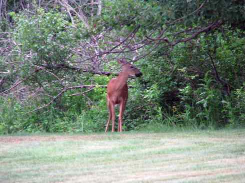白尾红鹿 白尾红鹿