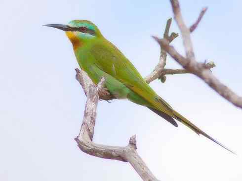 绝色攀禽：佛法僧目之蜂虎2