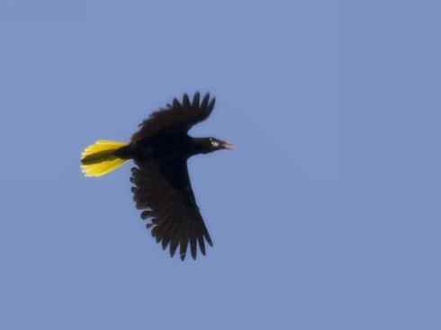 奇特的盔:拟椋鸟 奇特的盔:拟椋鸟