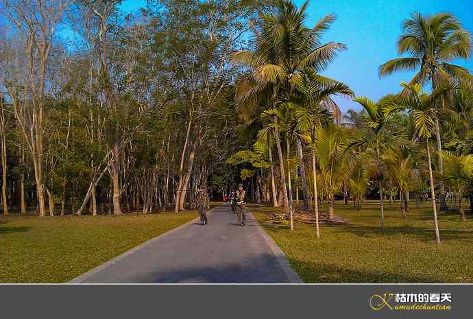 西双版纳拍鸟之一【实拍】