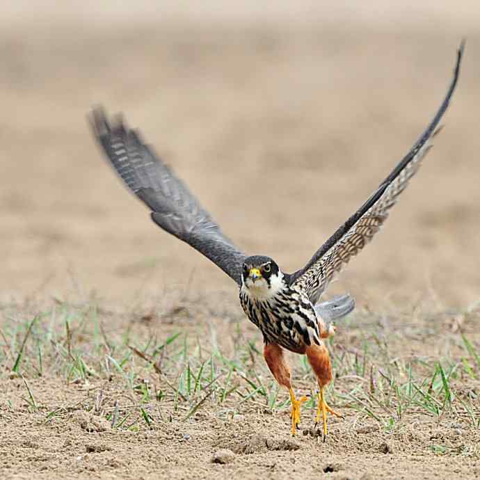 狂野周末鈥斺斆颓萜ㄅ级舭妫