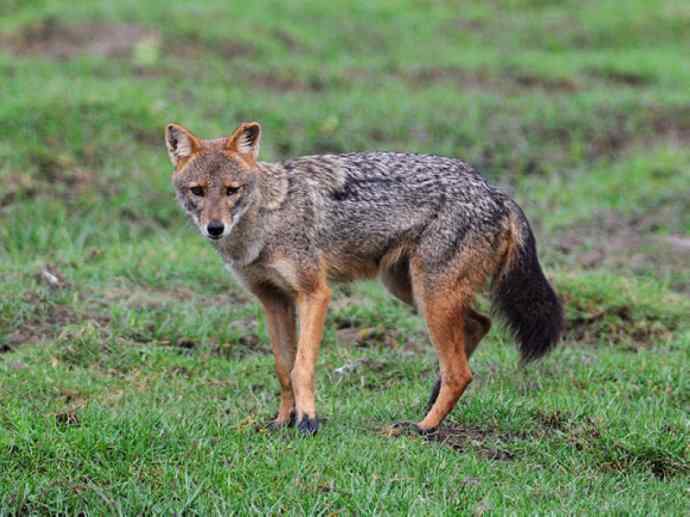 犬科：犬亚科犬属之金豺、黑背豺（胡狼类）