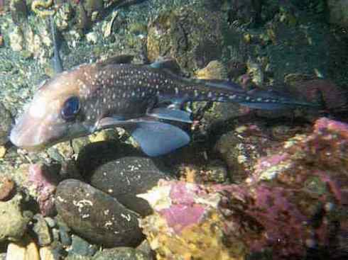 鱼类活化石：银鲛