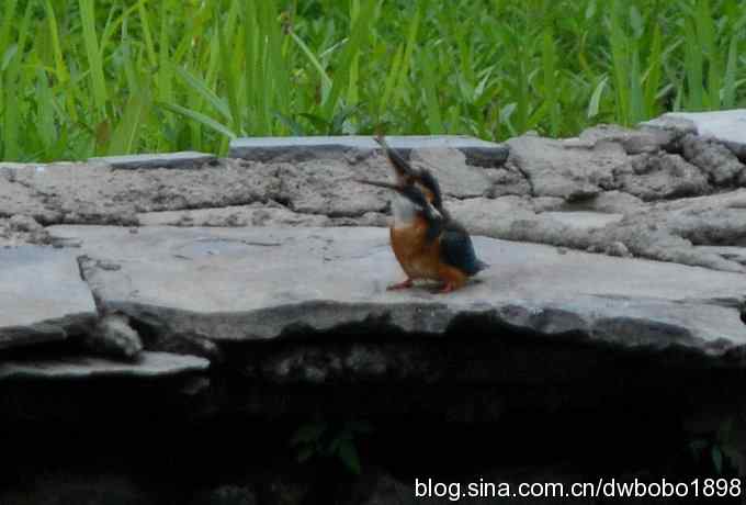 鸟友同游怀沙河 鸟友同游怀沙河