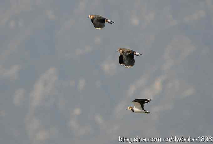 飞翔的凤头麦鸡