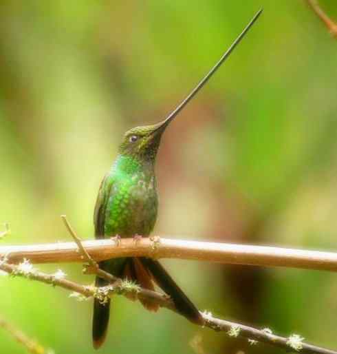 猎奇：奇特的鸟喙之九