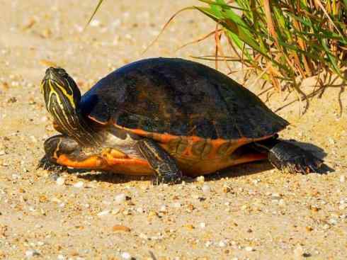 玄武：传说的兽原型探秘（水龟）